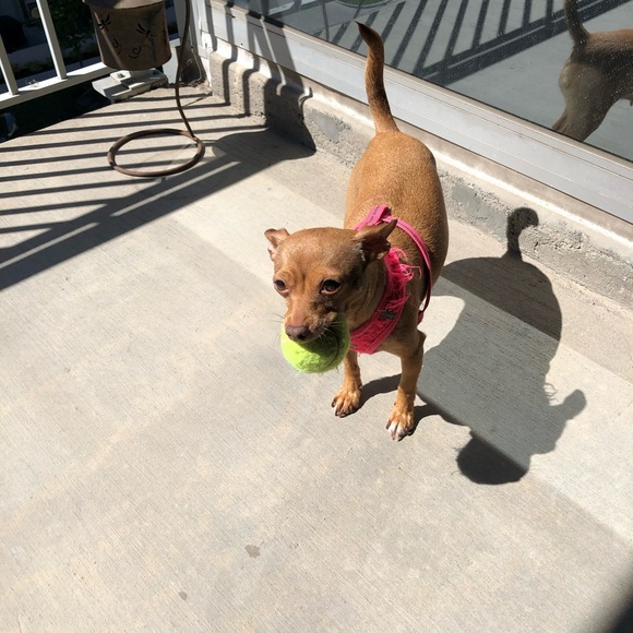 Meet your Posher, Michelle - Picture 4 of 5